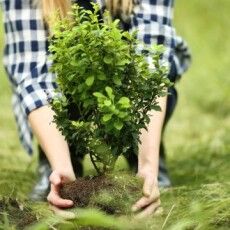 Реконструкція дендропарку у Шацьку: ви теж можете посадити дерево