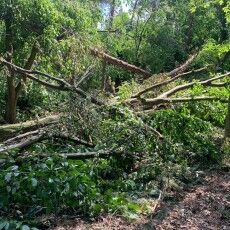 На Рівненщині буревій знищив 700 гектарів лісу