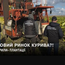 То підпільні тютюнові плантації на Волині – не зовсім підпільні?