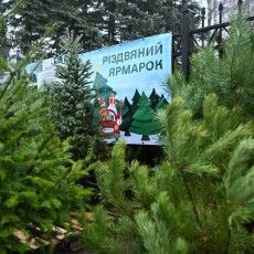 Від 150 гривень: на Волині та Рівненщині - одні з найдешевших ялинок 