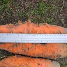 На Волині господиня виростила велетенську моркву 