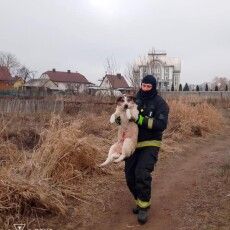 На річці Турія у Ковелі врятували песика, який тонув