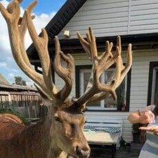 Поліція розшукала водійку, яка збила легендарного на Поліссі оленя Бориса 