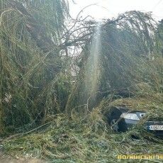 На Театральному майдані вітер повалив вербу на припарковані автівки