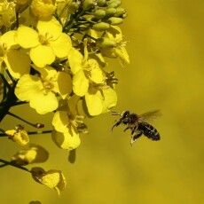 На Волині просять власників бджіл терміново закрити на дві доби вулики