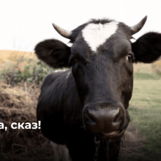 На Волині виявили сказ у корови