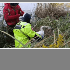 В обласному центрі Волині, щоб врятувати лебедя, викликали водолазів