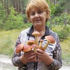 На Волині новий гриб завойовує популярність (Фото)