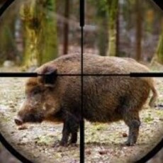 На Волині браконьєр застрелив самку дикого кабана