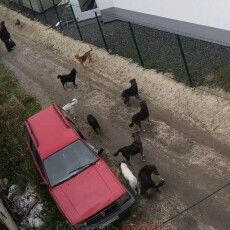 У місті на Волині агресивний власник зграї собак тримає в страху цілий район