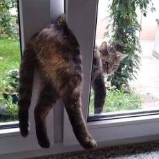 На Волині з віконної пастки врятували кота