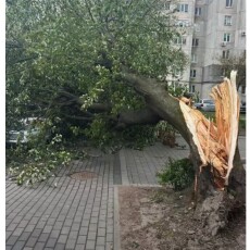На Волині через сильний вітер впало дерево на припаркований автомобіль
