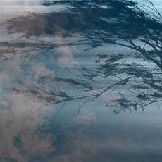 На Волині вітер валить вікові дерева (Відео)