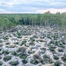 В минулому році на Поліссі не втрачено жодного гектара лісу через бурштинокопачів