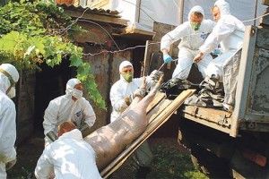 Cобаки рештки тушок приносять навіть у село