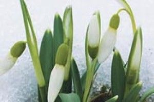 ЗИМА ЗНОВУ ОБІЦЯЄ ТРИВАТИ ДО БЕРЕЗНЯ