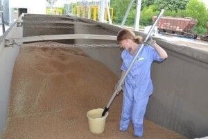 Україна експортувала рекордну кількість зерна 