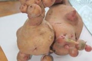 ДИВА ПРИРОДИ: чудернацька картопля з Горохівщини