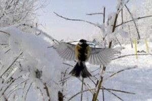 ФОТО НА КОНКУРС: сонечко на грудях, а в думках — весна