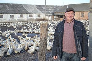У СЛАВНОМУ СЛАВНІ Є… ГУСИ