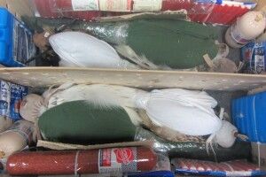 У валізі з харчами прикордонники знайшли чотирьох соколів