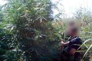 Посеред озера – острів, а на тому острові – плантація конопель (фото)