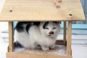 ФОТО НА КОНКУРС: котяча дача