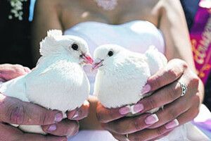 У Луцьку можна одружитись за добу?