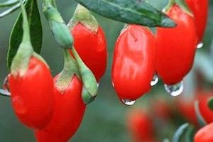 ЯГОДА ГОДЖІ:  КОРИСНА ЧИ ПРОСТО МОДНА?