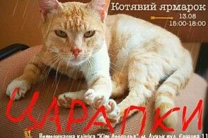 У серпні в Луцьку муркотітиме та царапатиметься котявий ярмарок
