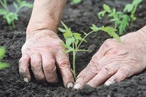 ЧАС ПОДБАТИ ПРО ГАРНИЙ УРОЖАЙ