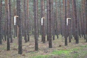 На Волині лісових шкідників ловлять феромонами (фото)
