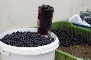 Чорничний сезон на Любешівщині не дуже щедрий
