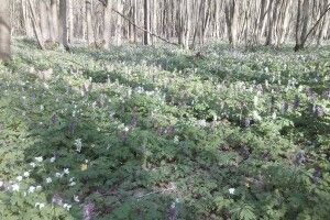 На Волині перерахували ведмежу цибулю