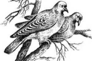 ПОГОДА: ще не весна, але відлига