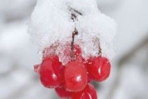 ФОТО НА КОНКУРС: останні акорди зими