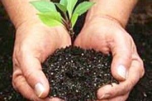 ПОРА ВИРОЩУВАТИ РОЗСАДУ