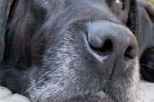 НЕ СОБАК БІЙТЕСЯ...