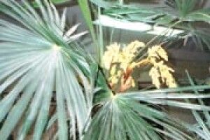 ДИВА ПРИРОДИ: у Горохові й пальми цвітуть