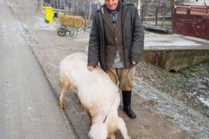 На Закарпатті вепр Вотер ходить за господарем як собака