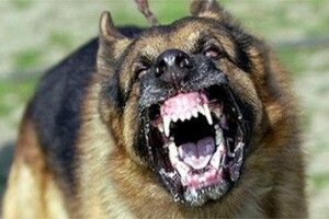 Лучан лякає великий бездомний собака у парку