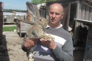 У Леоніда Олійника — ціле кроляче царство