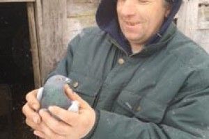 ОКАЗІЇ: польського голуба врятували від волинського кота