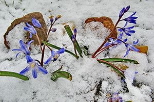 ВІКНО РУБРИКИ: пора й нашій зимі  на пенсію