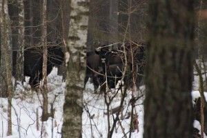 У Цуманській пущі підтвердилось проживання двох стад зубрів