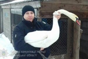 До весни птах житиме в оселі слідчого