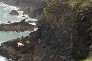 У Британії врятували унікальну тільну корову-мандрівницю (фото)