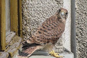 ВІКНО В ПРИРОДУ: соколик завітав у редакцію