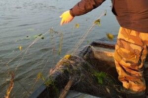 Шацькі озера на Волині очистили від браконьєрських сіток