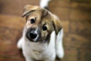 Волонтери у кольорових шаликах збирають речі для теплих лапок